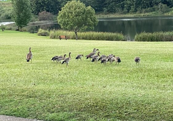 birding on the move