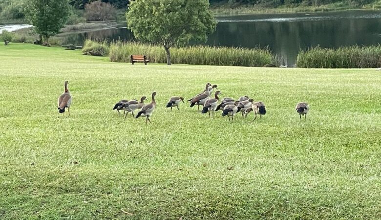 birding on the move