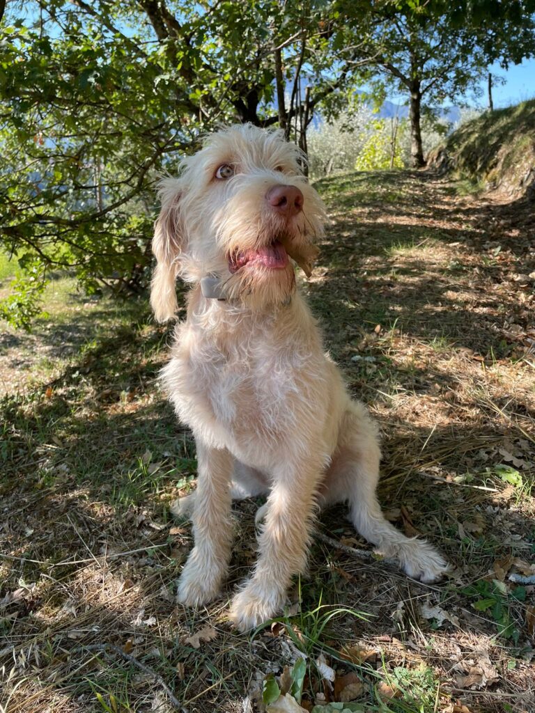 Spinoni Italiano