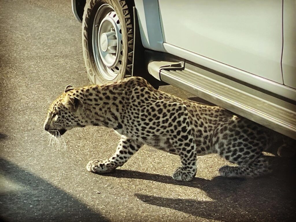 Kruger Park Leopard