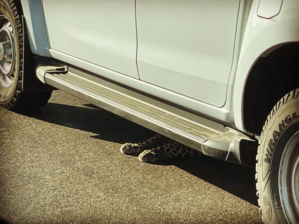 leopard hiding under a vehicle