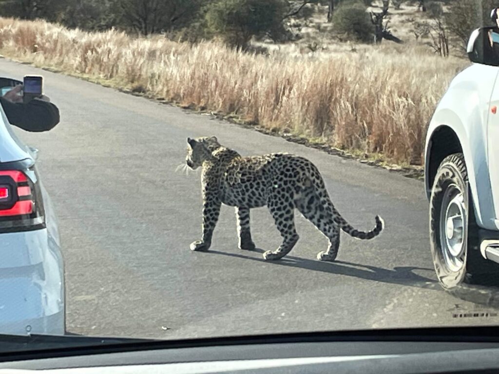 Kruger Park leopard on the move