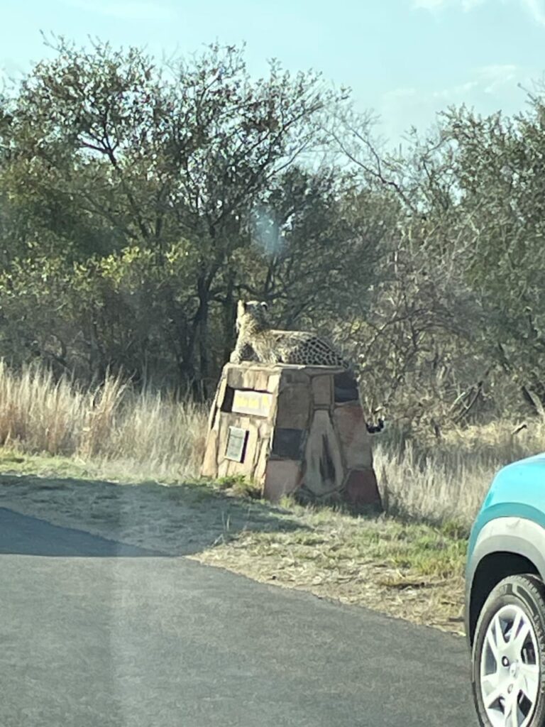 the leopard throne