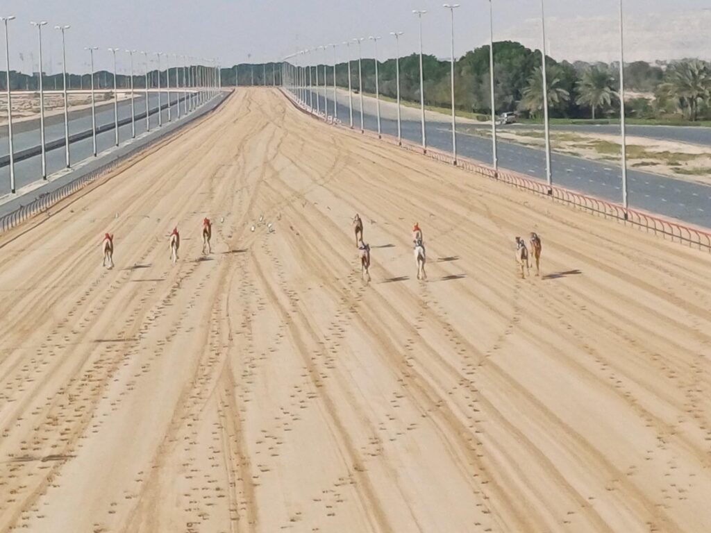 camel racing track