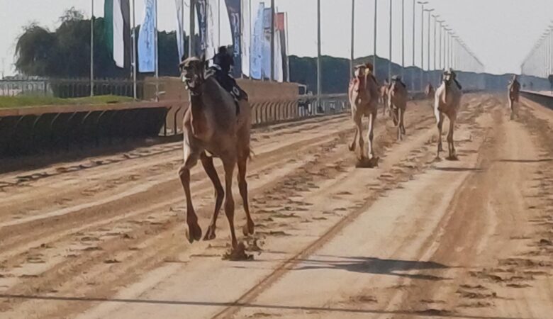 camel racing in Dubai