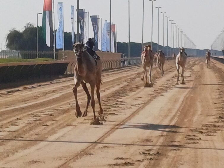 Camel Racing Track Camel Racing in Dubai @ the Al Marmoom Track