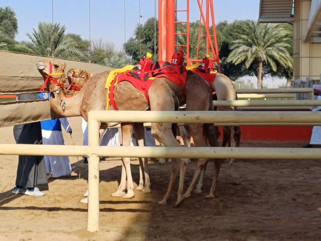 camel racing in Dubai