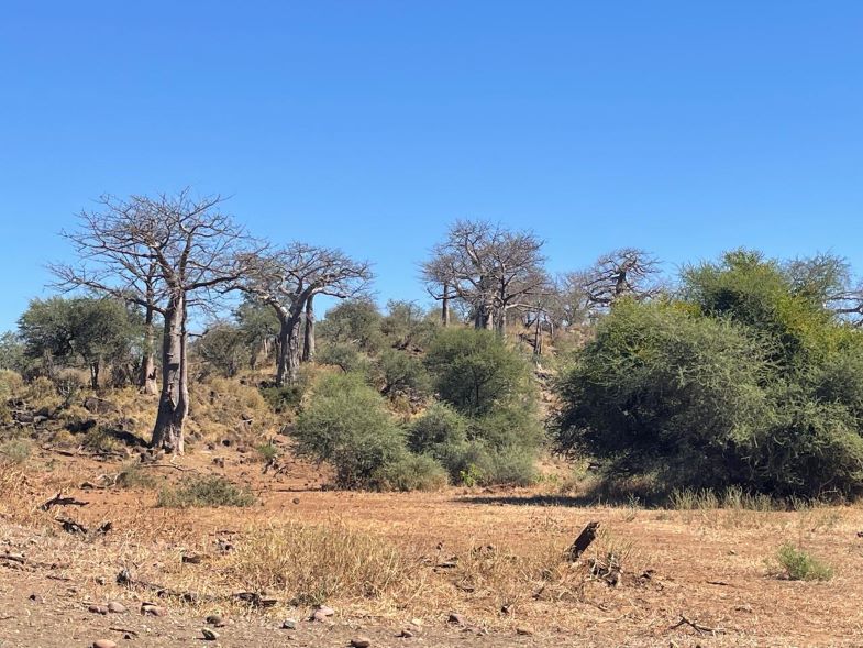 Baobabs for Africa