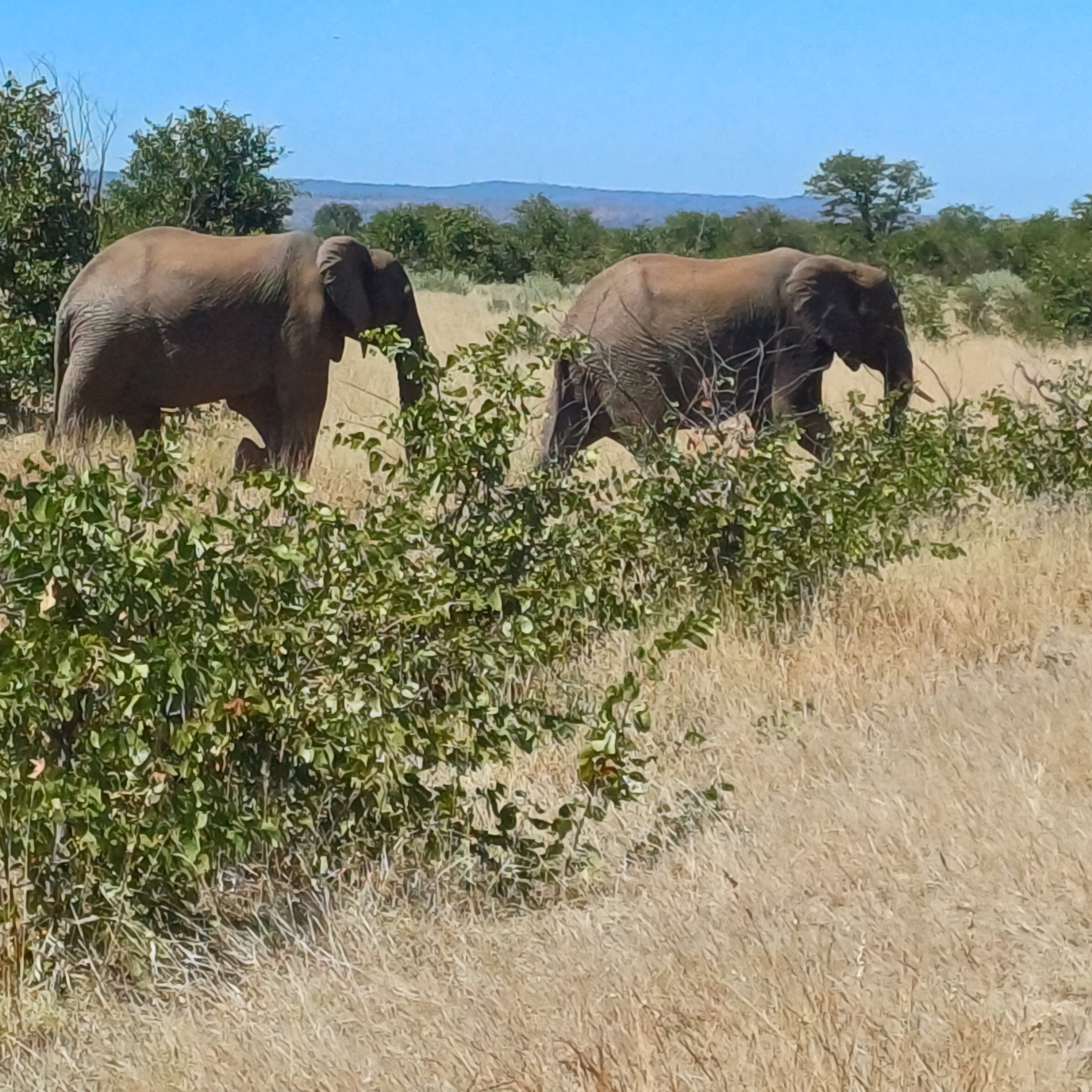 Elephants KNP