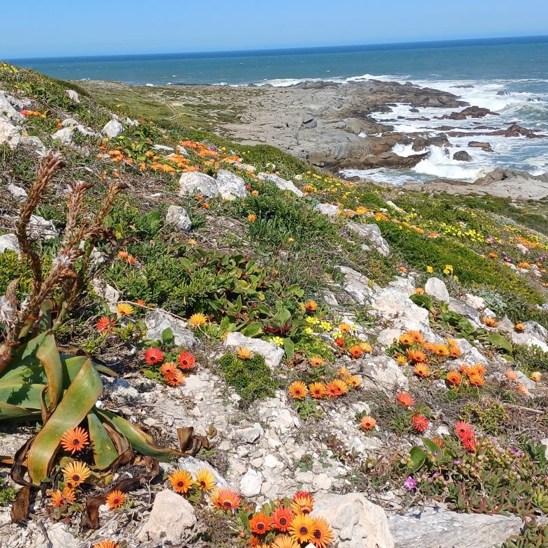 West Coast Flower Diversity