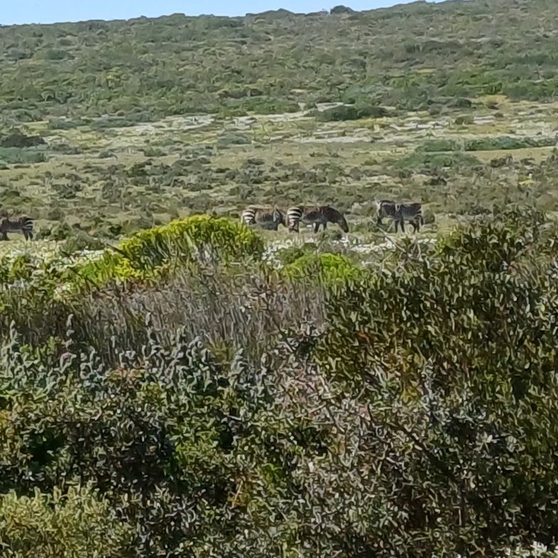 Cape Mountain Zebra