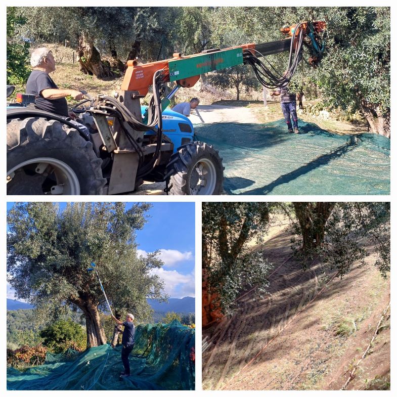 Olive Picking Methods