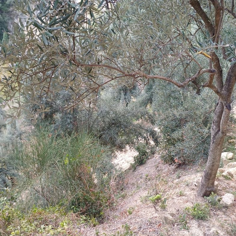 Hilly Olive Grove slopes